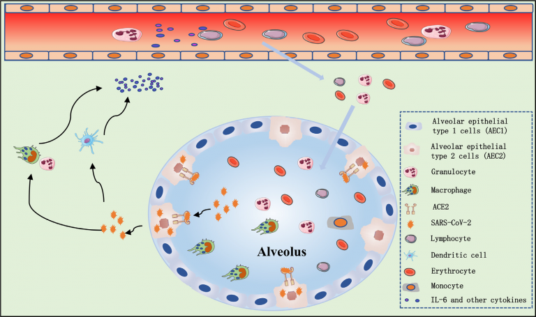 Respuesta Del Sistema Inmune En La Infección Por SARS-CoV-2 | Blog Palex