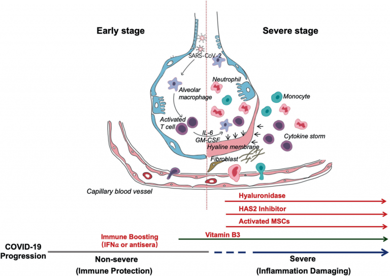 Respuesta Del Sistema Inmune En La Infección Por SARS-CoV-2 | Blog Palex