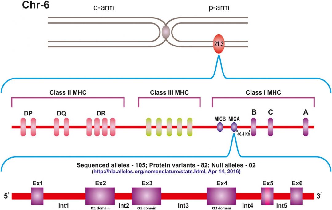 Moléculas De Histocompatibilidad No Clásicas: MICA