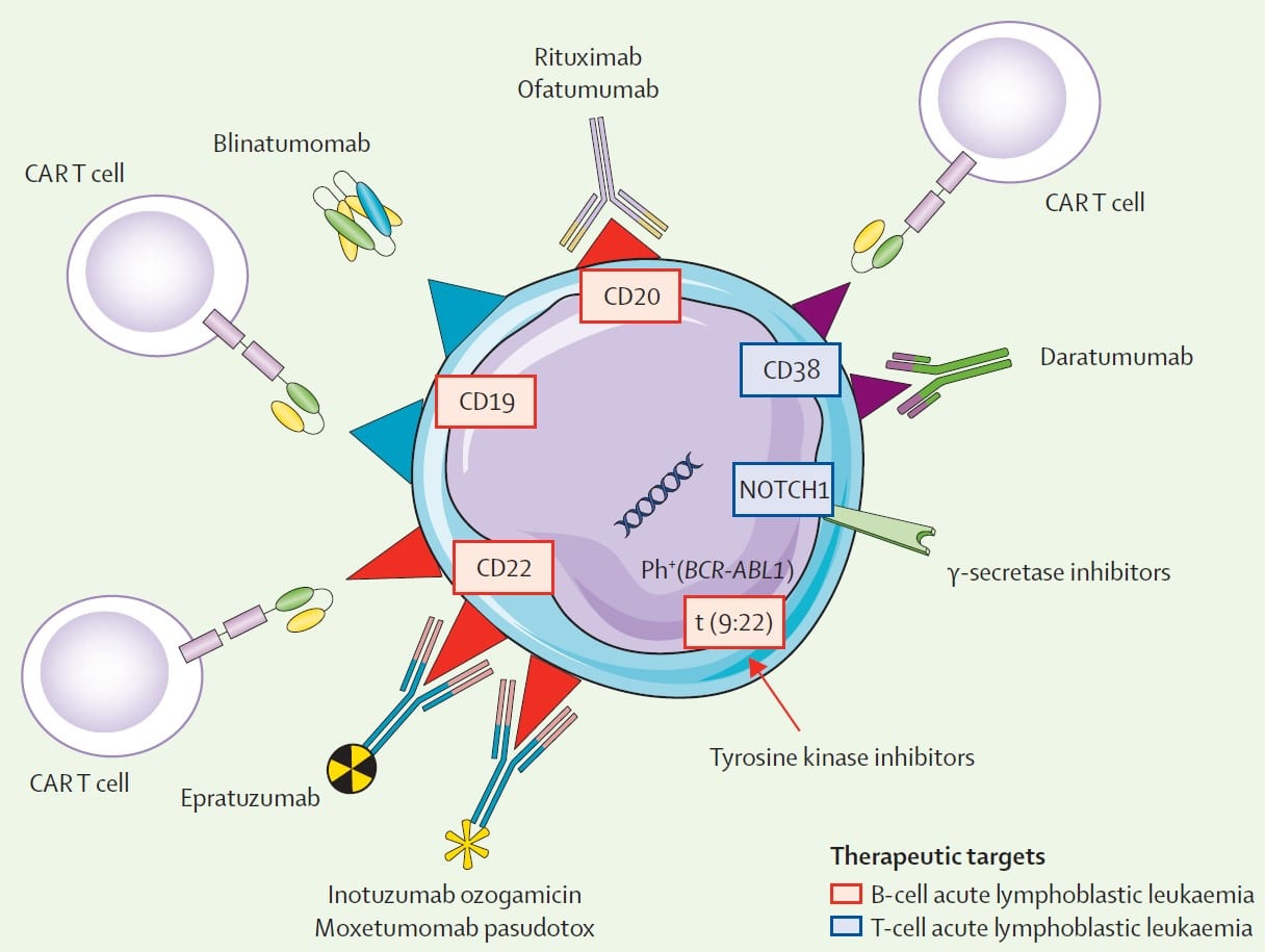 Leucemia Linfoblástica Aguda | Blog Palex